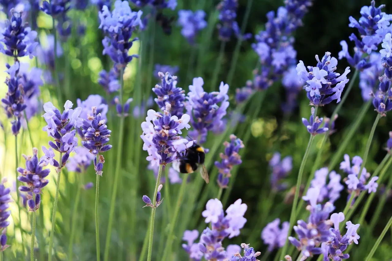 Planteliste til bier og sommerfugle: sådan booster du biodiversiteten i haven